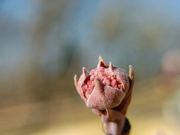 Close-up of pink rose