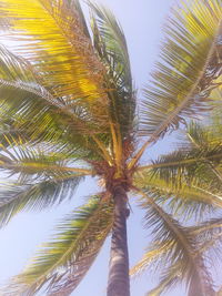 Low angle view of palm trees