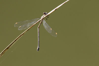 Close-up of dragonfly on twig