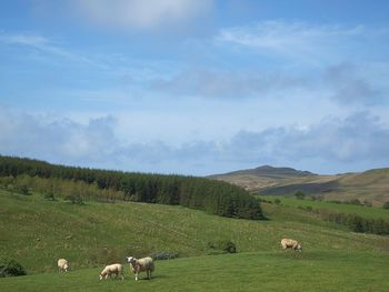 A flock of sheep grazing in a field