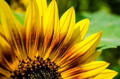 Close-up of yellow flower blooming outdoors