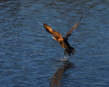 Bird flying over lake