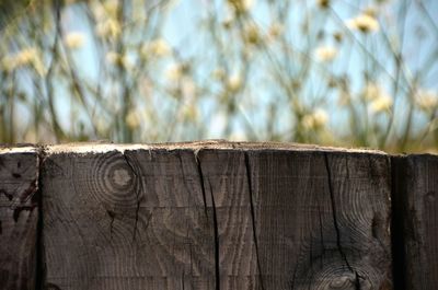 Close-up of wooden plank