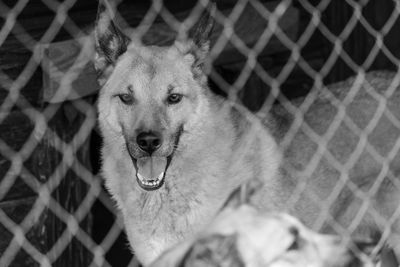 Portrait of dog seen through chainlink fence