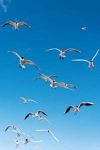 Flying seagulls over the sea