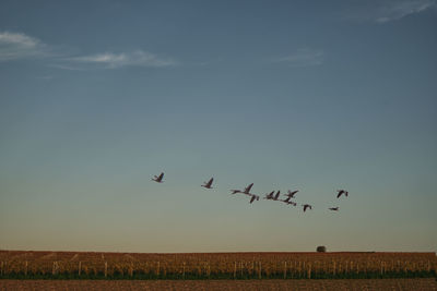 Birds flying in the sky