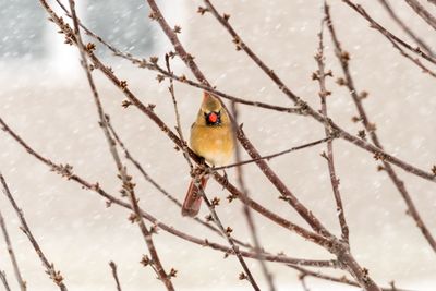 Close-up of bird perching on branch during winter