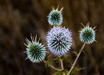 Close-up of blue flowering plant