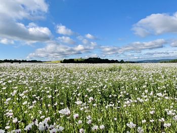Scenic view of flowering field against sky