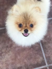 Close-up portrait of dog