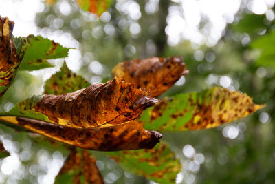 Close-up of horse chestnut tree leaves