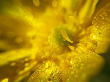 Close-up of yellow flower