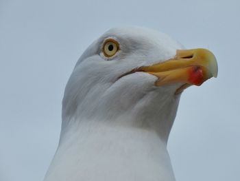 Close-up of seagull