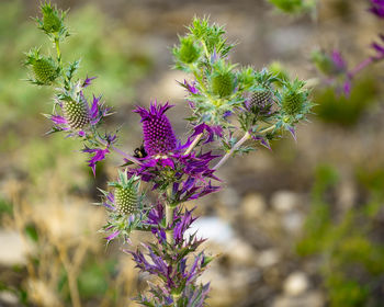 Close-up of purple flowering plant