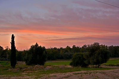 Trees on field against sky during sunset