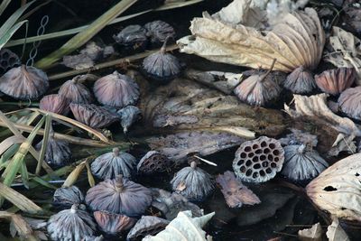 Close up of leaves