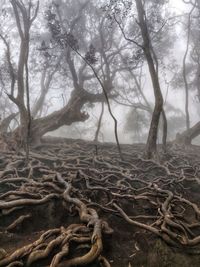 Trees in forest