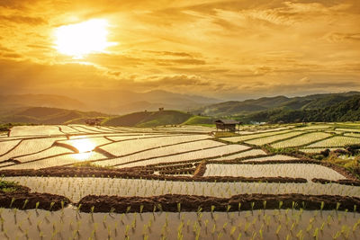 Terraced rice paddy field at sunset