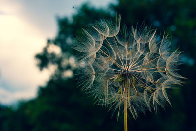 Close-up of dandelion on plant