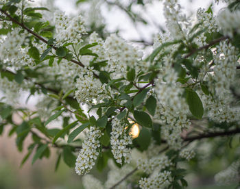 Close-up of flowering plant