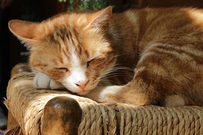 Close-up of cat sleeping