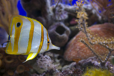 Close-up of fish in aquarium