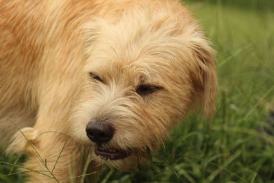 Close-up of dog on grass