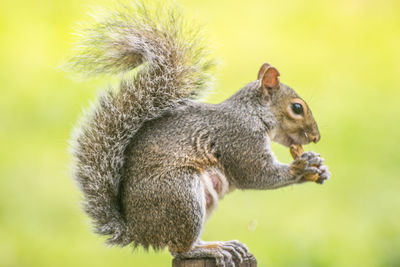 Close-up of squirrel on tree