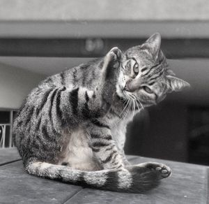 Close-up of a cat looking away