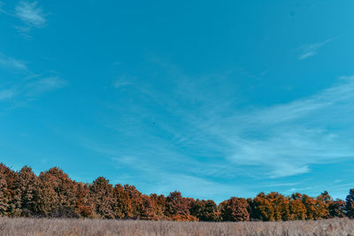 Trees on landscape against blue sky