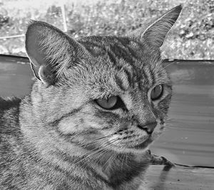 Close-up of a cat looking away