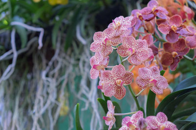 Close-up of pink flowering plant