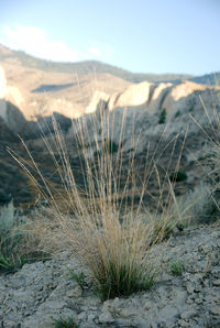 Close-up of plants on land against sky