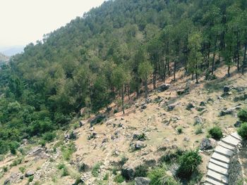 High angle view of plants growing on land