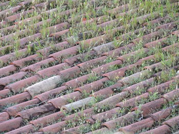 Full frame shot of trees on field