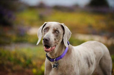 Close-up portrait of a dog