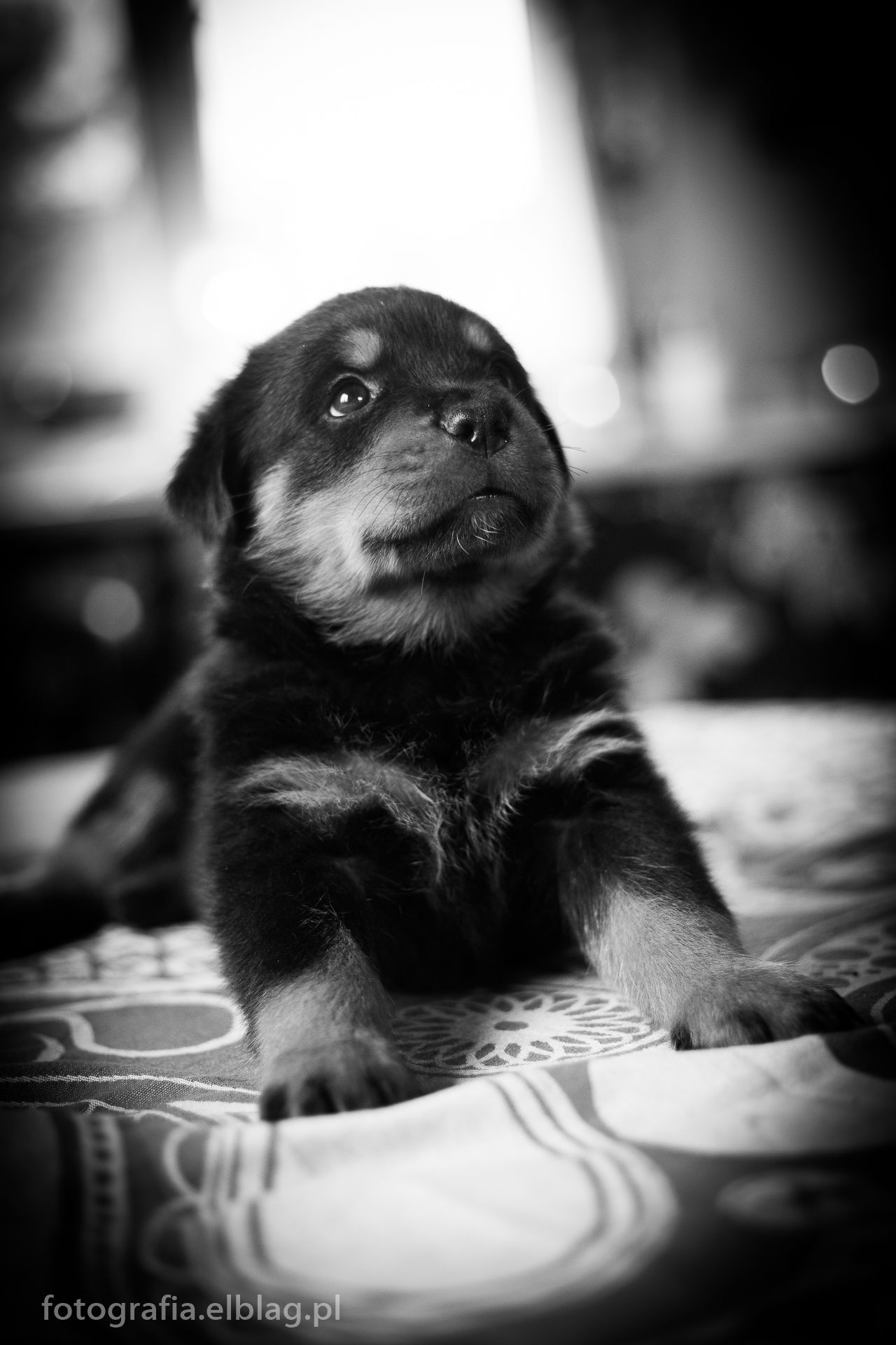 ,rottweiler,