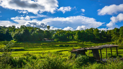 Scenic view of agricultural field against sky