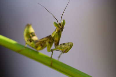 Close-up of damselfly on plant