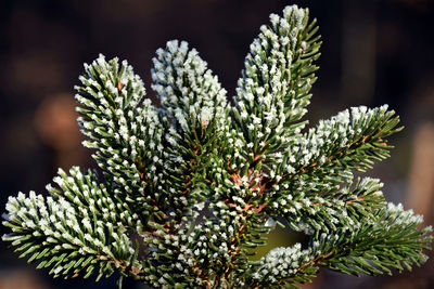 Close-up of pine tree