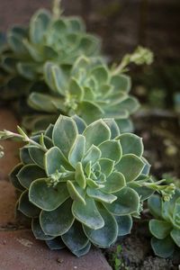 Close-up of cactus plant