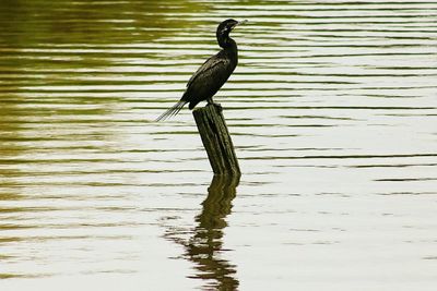 Bird perching on lake