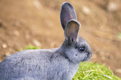 Close-up of an animal on land