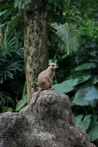 Meerkat on rock against trees at zoo