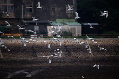 Seagull flying in a row