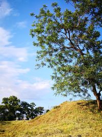 Low angle view of trees on field against sky