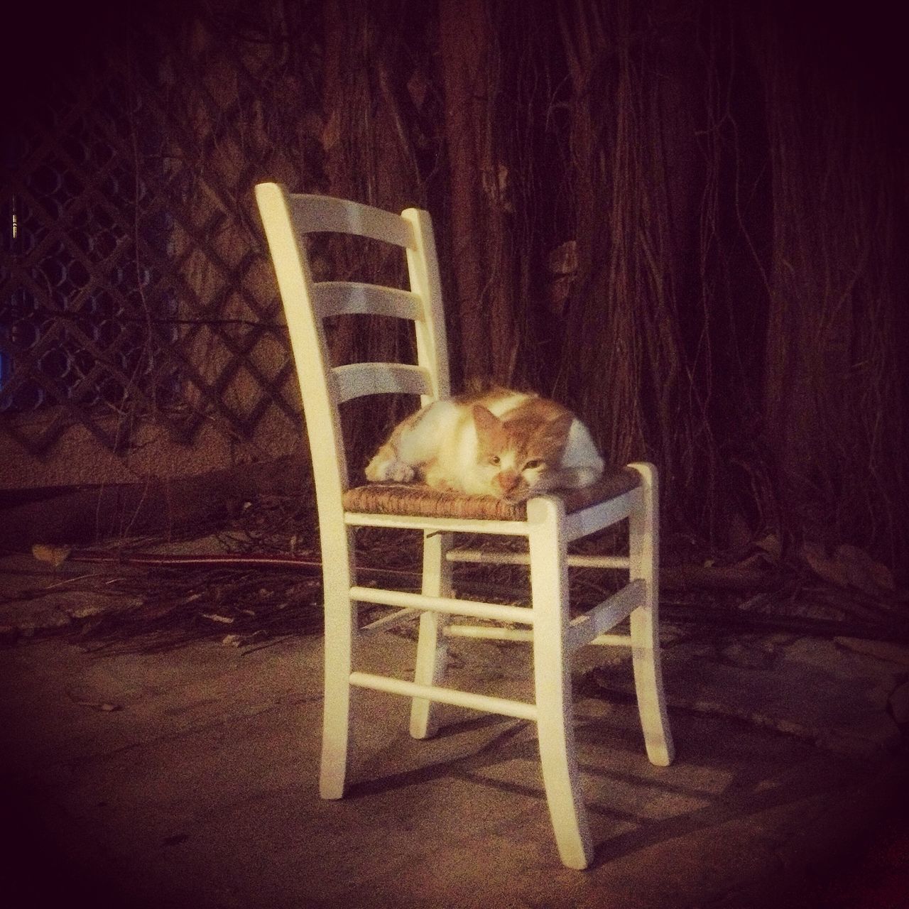 animal themes, one animal, domestic animals, pets, mammal, relaxation, domestic cat, indoors, cat, resting, sleeping, lying down, chair, wood - material, full length, feline, dog, no people, sitting, high angle view