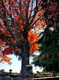 Tree in autumn