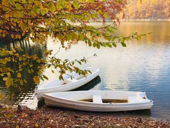 Close-up of plants by lake during autumn