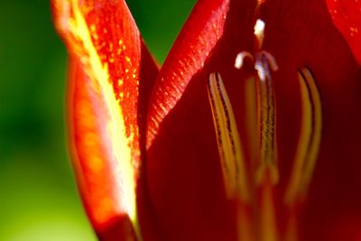 Close-up of orange flower